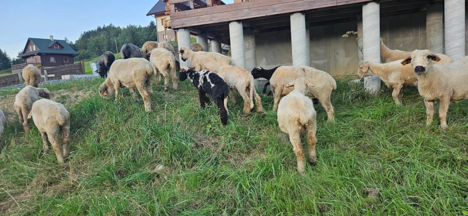 Nad Cicha -domki Caloroczne W Gorach * Ujsoly